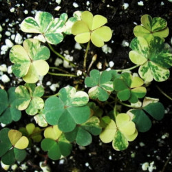 Oxalis variegata