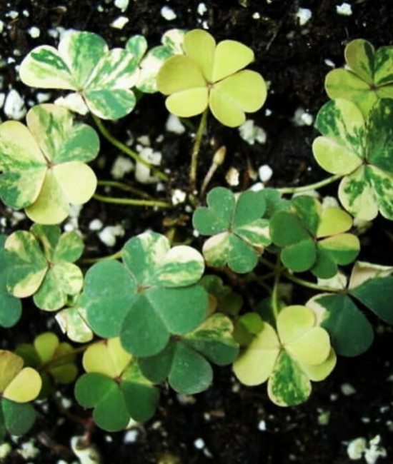 Oxalis variegata