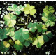 Oxalis variegata
