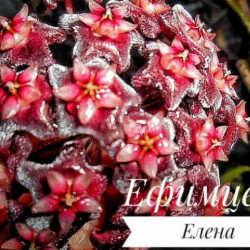 Hoya Рubicalyх- Хойя Публикалис