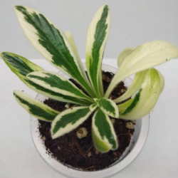 Primulina (Chirita) linearifolia variegated