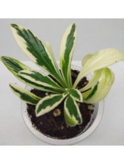 Primulina (Chirita) linearifolia variegated