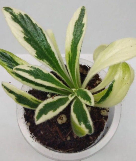 Primulina (Chirita) linearifolia variegated