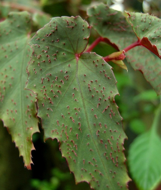Begonia from Costa Rica