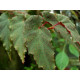 Begonia from Costa Rica