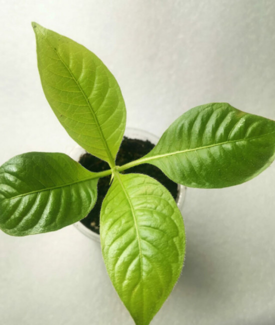 Luculia Double