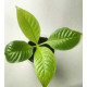 Luculia Double