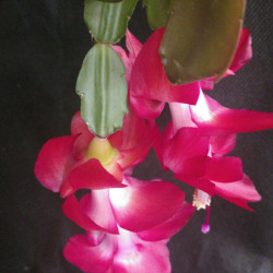Schlumbergera Solare Sunris
