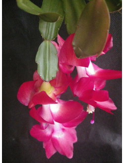 Schlumbergera Solare Sunris