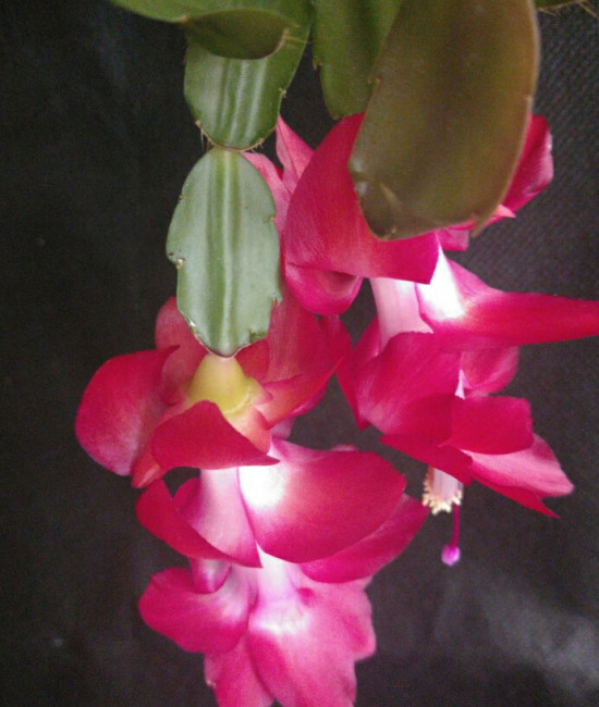 Schlumbergera Solare Sunris
