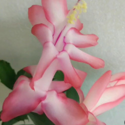 Schlumbergera Liberty Jasma Jey