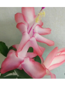 Schlumbergera Liberty Jasma Jey
