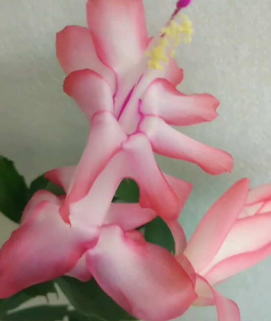 Schlumbergera Liberty Jasma Jey