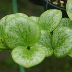 Hoya sp.Biakensis