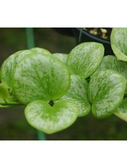 Hoya sp.Biakensis