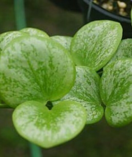 Hoya sp.Biakensis
