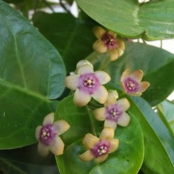 TYLOPHERA BARBATA – BEARDED TYLOPHERA