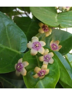 TYLOPHERA BARBATA – BEARDED TYLOPHERA