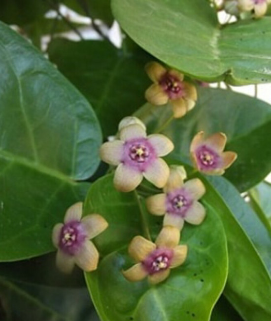 TYLOPHERA BARBATA – BEARDED TYLOPHERA