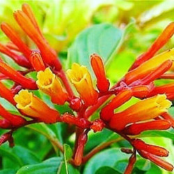 Hamelia patens