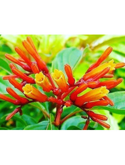 Hamelia patens