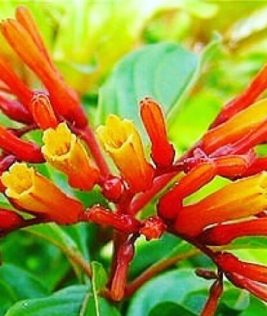 Hamelia patens