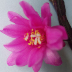 Rhipsalidopsis Jevel