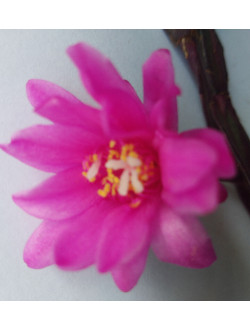 Rhipsalidopsis Jevel