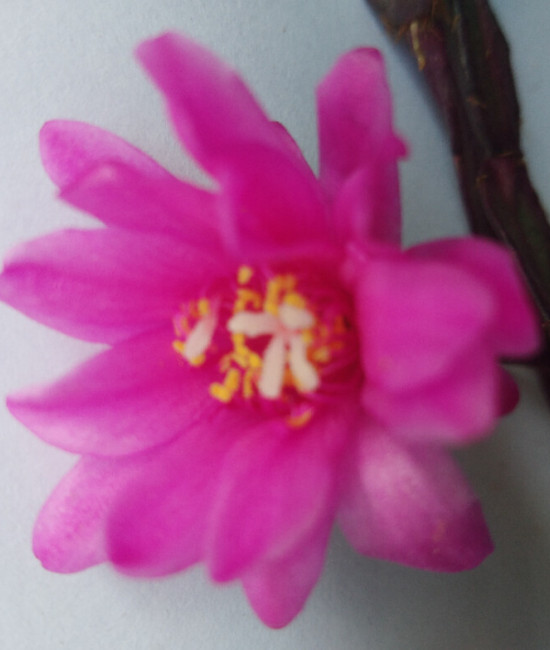 Rhipsalidopsis Jevel