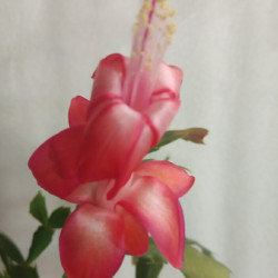 Schlumbergera Thop Kiri