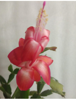 Schlumbergera Thop Kiri