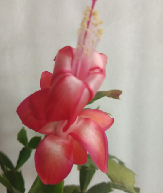 Schlumbergera Thop Kiri