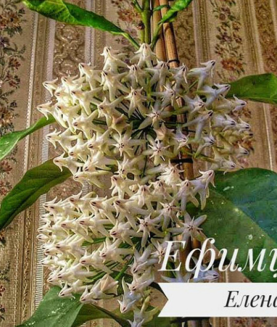 Hoya Multiflora