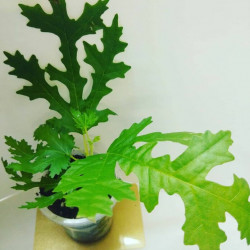 Mini Figa Afganica