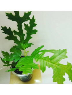 Mini Figa Afganica