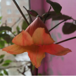 Radermachera Hainanensis