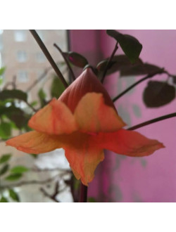 Radermachera Hainanensis
