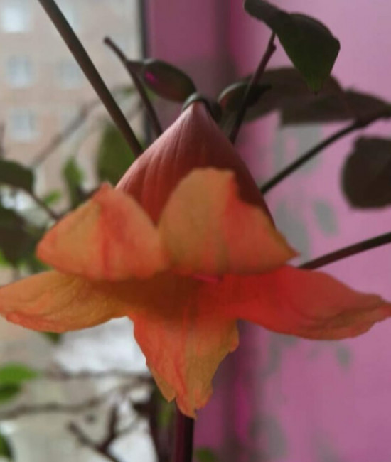 Radermachera Hainanensis