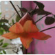 Radermachera Hainanensis