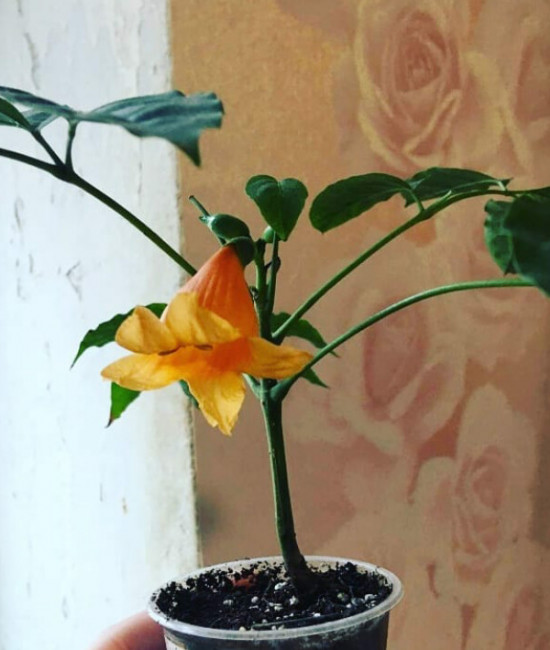 Radermachera Hainanensis