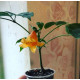 Radermachera Hainanensis
