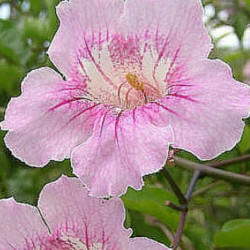 Podranea Ricasolliana