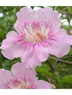 Podranea Ricasolliana