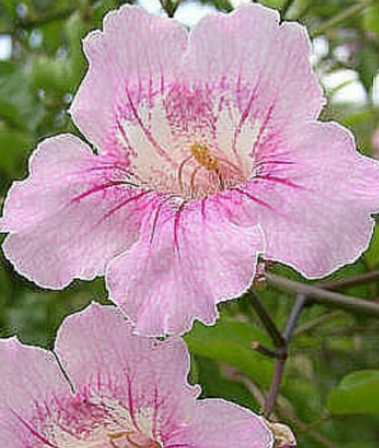 Podranea Ricasolliana