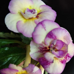 Аchimenes tropical dusk-