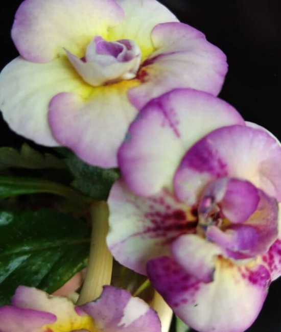 Аchimenes tropical dusk-