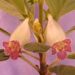 Alsobia RM 2010