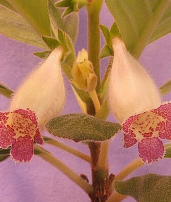 Alsobia RM 2010