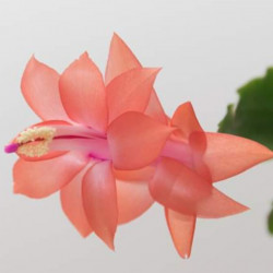Schlumbergera  Leonardo Da Vinci