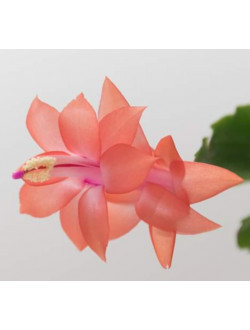 Schlumbergera  Leonardo Da Vinci